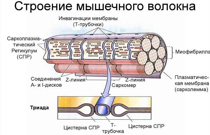 О мышечных волокнах и лактате_001